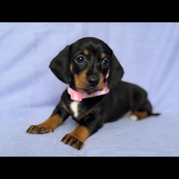 Dachshund (Standard &amp; Miniature) - Both