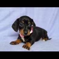 Dachshund (Standard &amp; Miniature) - Both