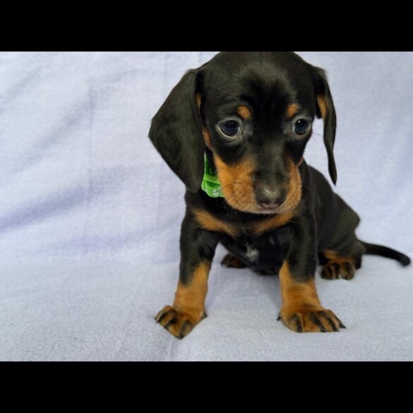 Dachshund (Standard &amp; Miniature) - Both