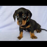 Dachshund (Standard &amp; Miniature) - Both