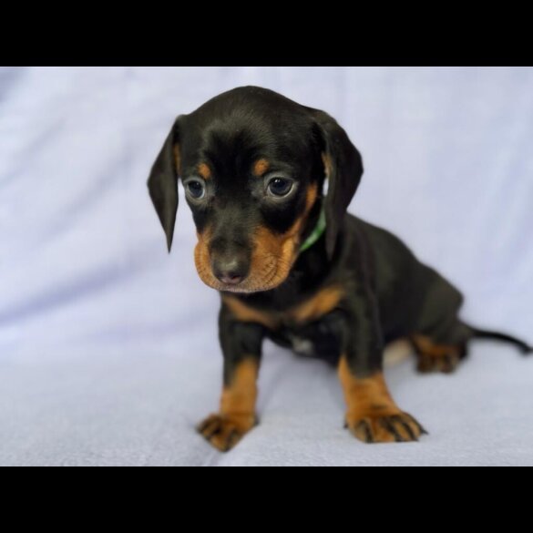 Dachshund (Standard &amp; Miniature) - Both