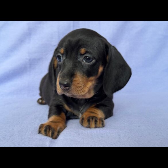 Dachshund (Standard &amp; Miniature) - Both