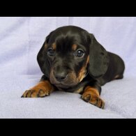 Dachshund (Standard &amp; Miniature) - Both