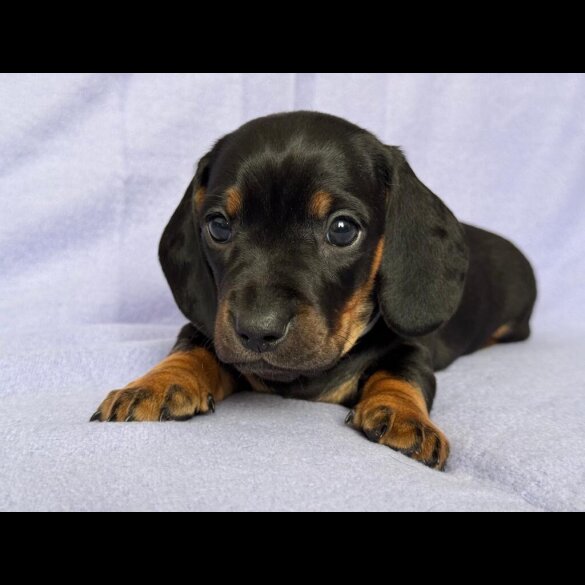 Dachshund (Standard &amp; Miniature) - Both