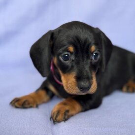 Dachshund (Standard &amp; Miniature) - Both