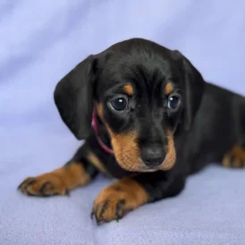 Dachshund (Standard &amp; Miniature) - Both