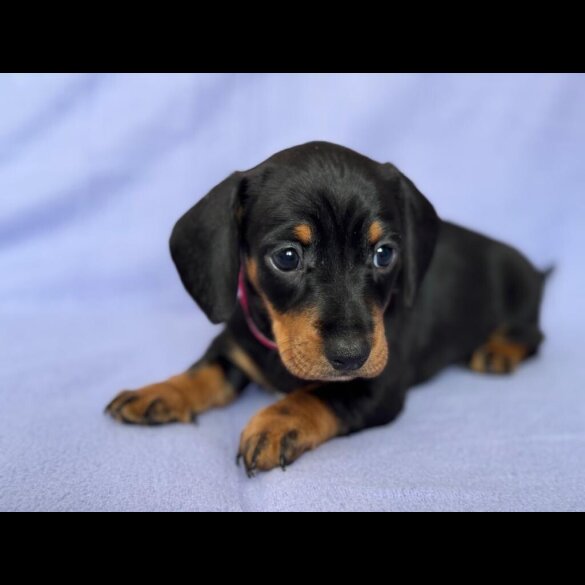 Dachshund (Standard &amp; Miniature) - Both