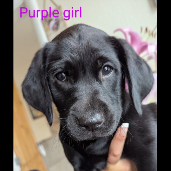 Labrador Retriever - Both