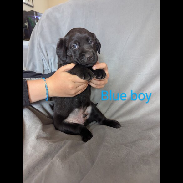 Labrador Retriever - Both