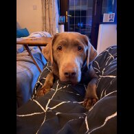 Labrador Retriever - Both