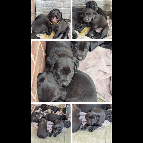Labrador Retriever - Both