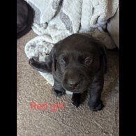 Labrador Retriever - Both