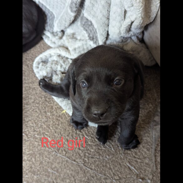 Labrador Retriever - Both