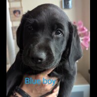 Labrador Retriever - Both