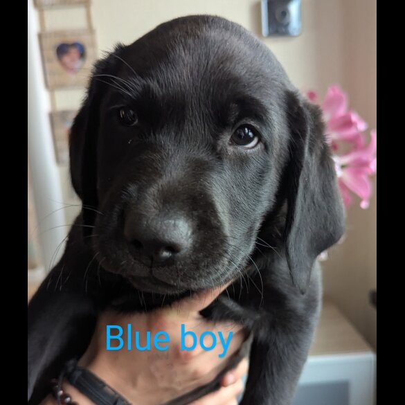 Labrador Retriever - Both