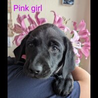 Labrador Retriever - Both