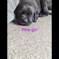 Labrador Retriever - Both