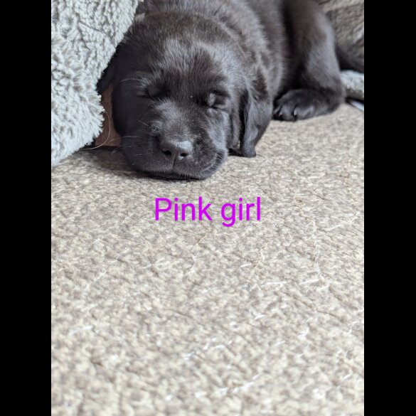 Labrador Retriever - Both
