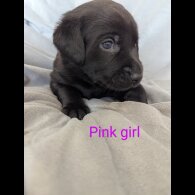 Labrador Retriever - Both