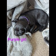 Labrador Retriever - Both