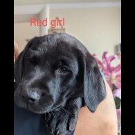 Labrador Retriever - Both