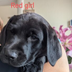 Labrador Retriever - Both