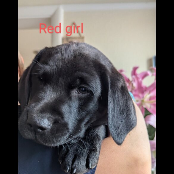 Labrador Retriever - Both
