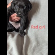 Labrador Retriever - Both