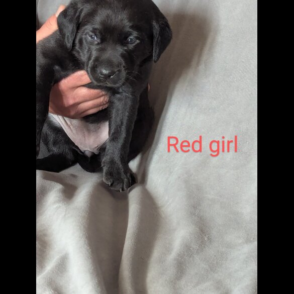 Labrador Retriever - Both
