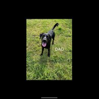 Labrador Retriever - Both