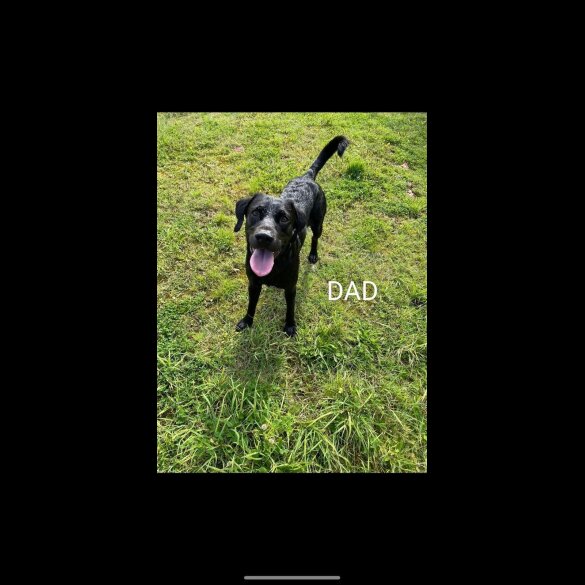 Labrador Retriever - Both