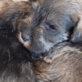Miniature Schnauzer - Both