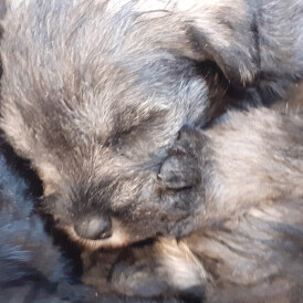 Miniature Schnauzer - Both