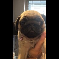 Pug - Both