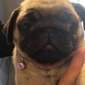 Pug - Both