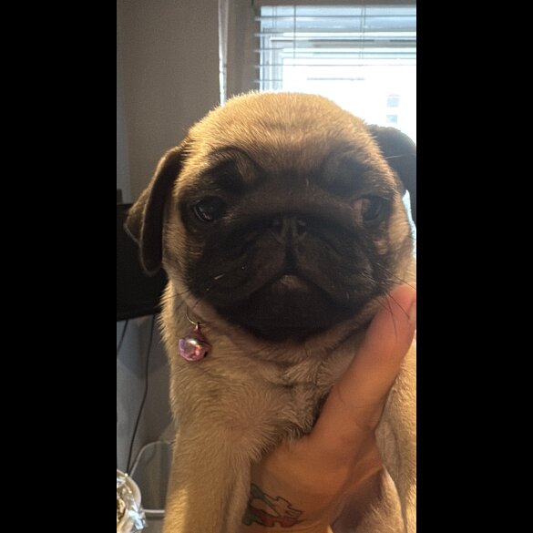 Pug - Both