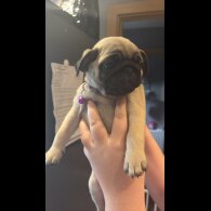 Pug - Both