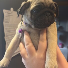 Pug - Both