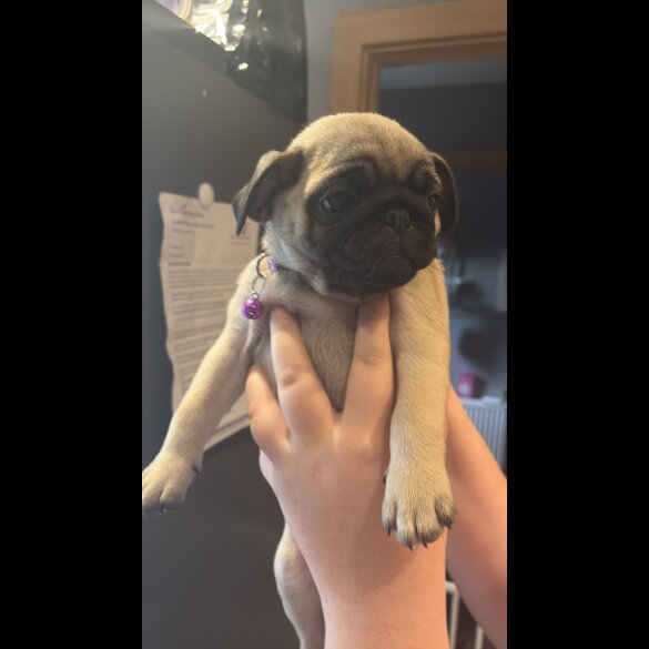 Pug - Both