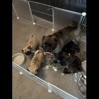 Pug - Both