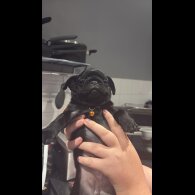 Pug - Both