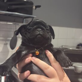 Pug - Both