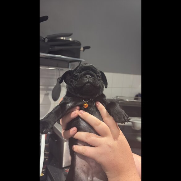 Pug - Both
