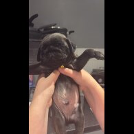 Pug - Both