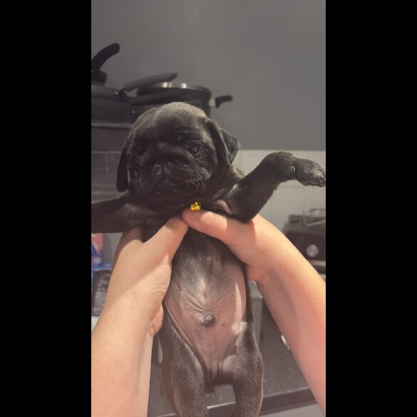 Pug - Both