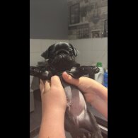 Pug - Both