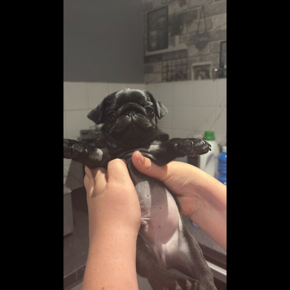 Pug - Both