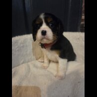 Cavalier King Charles Spaniel - Both