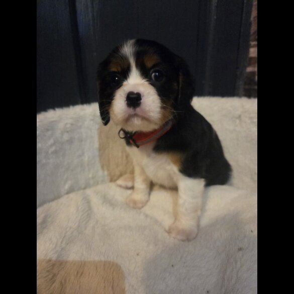 Cavalier King Charles Spaniel - Both
