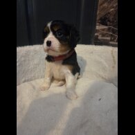 Cavalier King Charles Spaniel - Both
